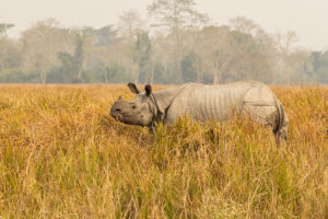 Endangered Indian Rhinoceros Kaziranga National park India